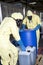 Biohazard experts disposing infested material