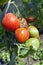 Biologic tomatoes in the garden