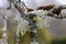 Biological diversity moss and lichen