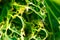 Biological green abstract background. biological mutations