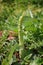 Biological green asparagus at the field