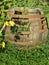 Biological organic naturally yellow flowers with a barrel and bumblebees, bees