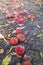 biological peaches fallen on the ground