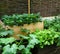 Biological vegetable garden or Kitchen garden. Organic green fresh food. with own grown vegetables and fruits. like Strawberry, ni