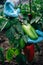 Biologist in blue gloves holds a syringe, close up. Scientist injecting into pepper with fertilizer. Genetically modified non