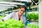 Biologist checking and recording growing of hydroponic vegetable