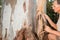 Biologist examine the bark of a Eucalyptus tree