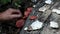 Biologist examine Fungus