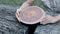 Biologist examine Rings on a Tree