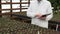 Biologist examines seedlings and counts them, looks at the tablet and checks the information. Gardening, seedlings