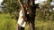 Biologist inspecting a dead tree