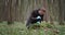 Biologist in rubber gloves taking part of moss for studying