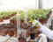 Biologist with test tube in greenhouse