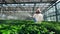 Biologist is washing greenhouse plants with chemicals