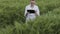 Biologist wearing white bathrobe is checking harvest progress on a tablet at the green wheat field. New crop of wheat is growing