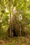 Biologist Woman Nest To A Kapok Tree