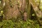 Biologist Woman Nest To A Kapok Tree