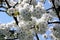 Biology of Blossom with Pistil Petal Pollen