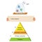 Biology - food chain pyramid