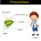 Biology - photosynthesis modeling version 01