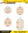 Biology - stages of mitosis and meiosis