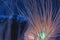 Bioluminescent Anemone