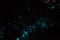 Bioluminiscent Glow Worms shining in Waipu Caves, Northland, North Island, New Zealand