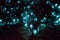 Bioluminiscent Glow Worms shining in Waipu Caves, Northland, North Island, New Zealand