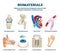 Biomaterials vector illustration. Labeled organ replacement collection set.