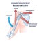 Biomechanics of rotator cuff with anatomical movement types outline diagram