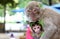 Biometric verification - cute monkey close-up face recognition