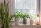 Biophilia design, biophilic interior, Sansevieria and indoor plants on the windowsill of a Scandinavian-style wooden