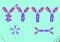 BioScience antibody types immunoglobulin, Y-shaped molecules that bind to specific antigens viral or bacterial proteins