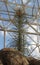 Biosphere 2 - Boojum Tree in the Biome `Baja California Desert`