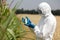 Biotechnology engineer examining immature corn co
