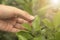 Biotechnology scientist hand holding orange leaf for examining