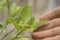 Biotechnology scientist with worm on leaf orange for examining