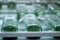 Biotechnology tissue culture