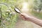 Biotechnology woman engineer examining plant leaf for disease