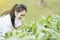 Biotechnology woman engineer examining plant leaf for disease