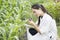 Biotechnology woman engineer examining plant leaf for disease