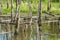 Biotope with tree stumps in water