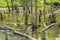 Biotope with tree stumps in water