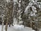 Biotope in winter season full of snow