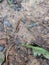 Bipalium Kewense hammerhead flatworm found in Georgia garden