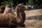 Bipedal camel with flies on its face
