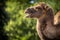 Bipedal camel portrait in nature