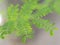 Bipinnate Fresh Green Leaves of Leucaena leucocephala Wild Tamarind Tree