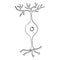 Bipolar neuron, liner