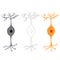 Bipolar neuron, nerve cells neurons